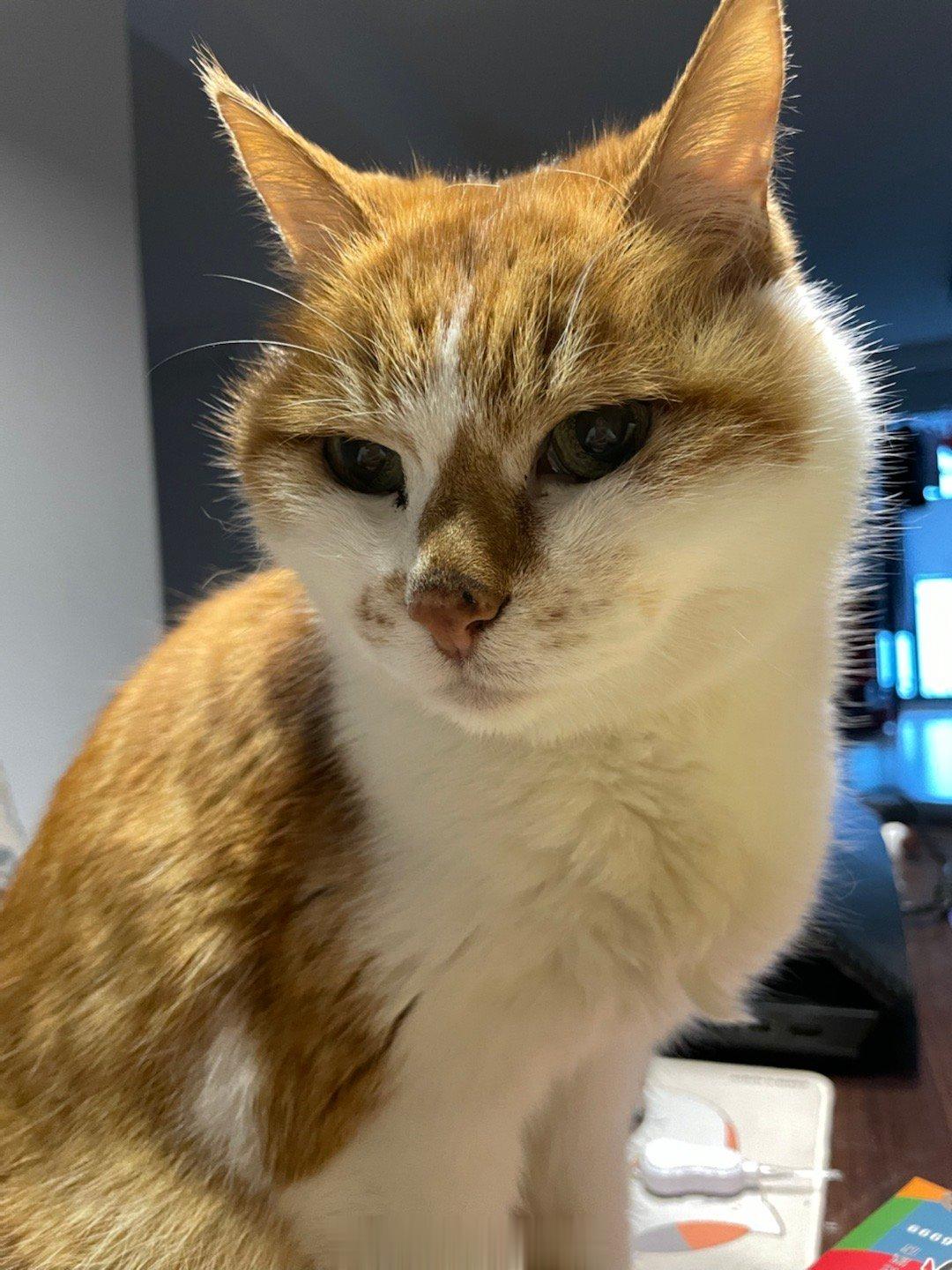  猫宁～ 美好的一天，从铲到形态满意的几粒粑粑开始，如果小猫咪没有一头扎进面包袋