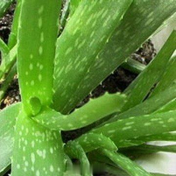 【女人需要七大黄金食物】①美容师：芦荟，美白保湿祛斑；②百果王：红枣，天然维生素