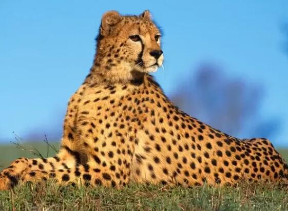 每小时80千米，陆生动物界的径赛高手有哪些…地球上除了猎豹，还有哪些跑得快的陆生