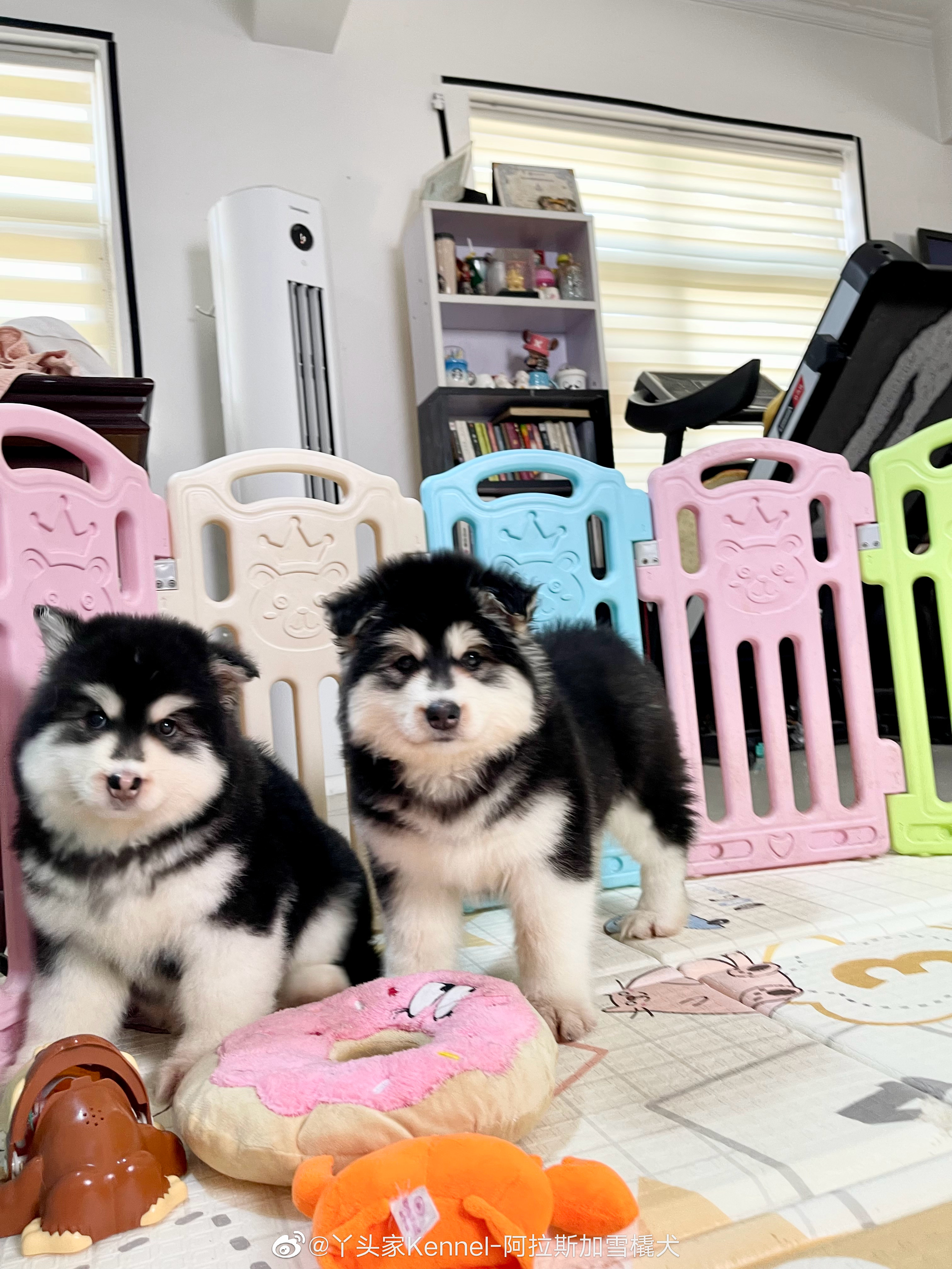 阿拉斯加姐妹花 ​​​