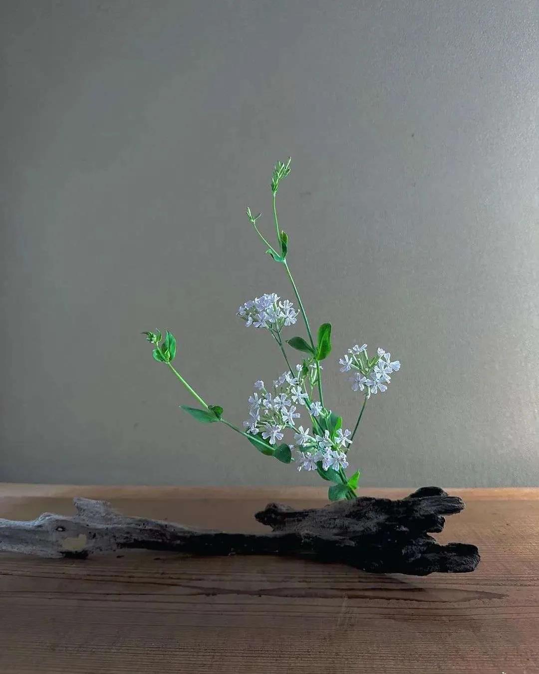 节节典雅玉珠累，细品慢尝胜花芳。 ​​​
  