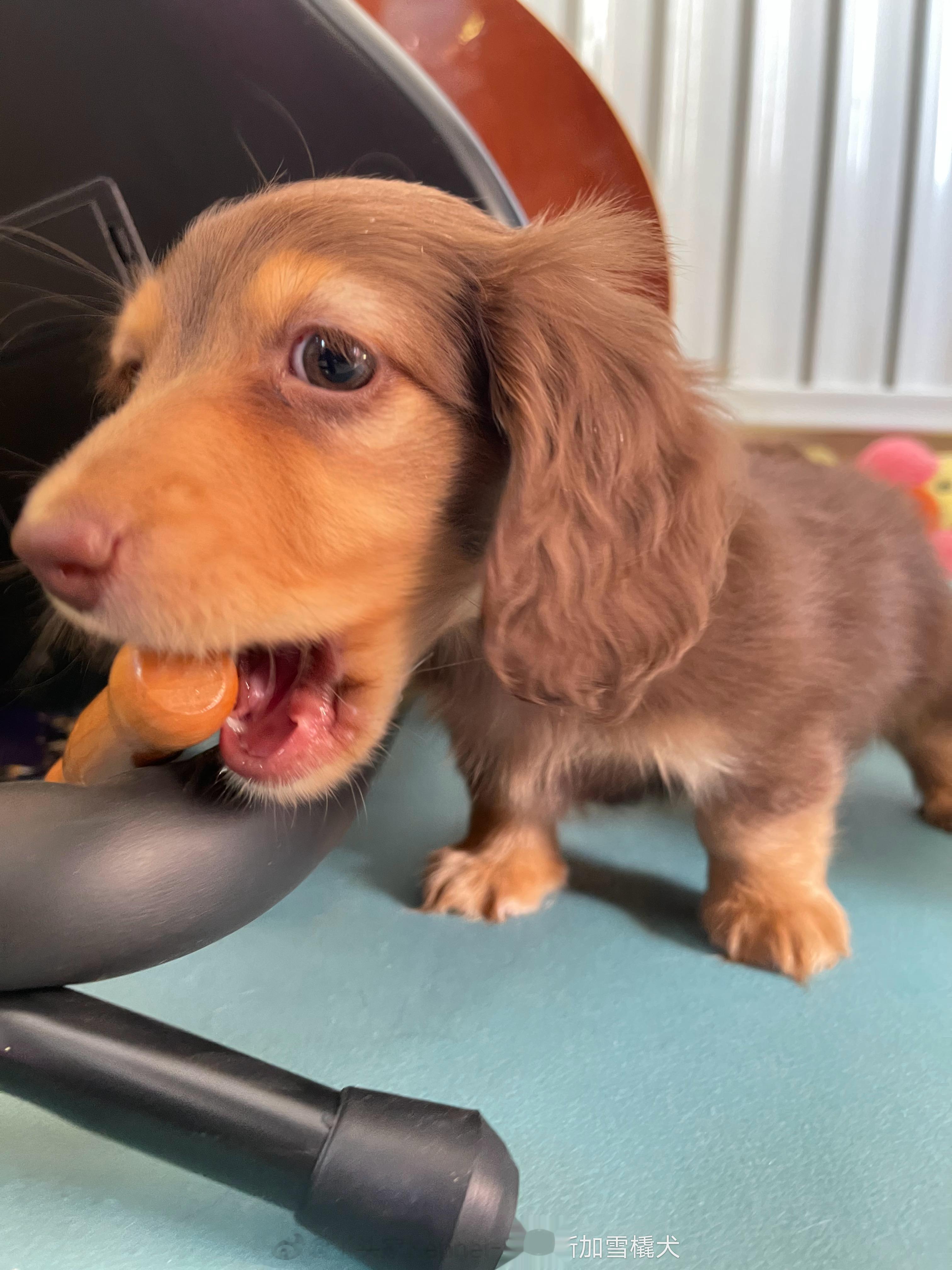 迪士尼在逃小狗-迷你长毛腊肠犬