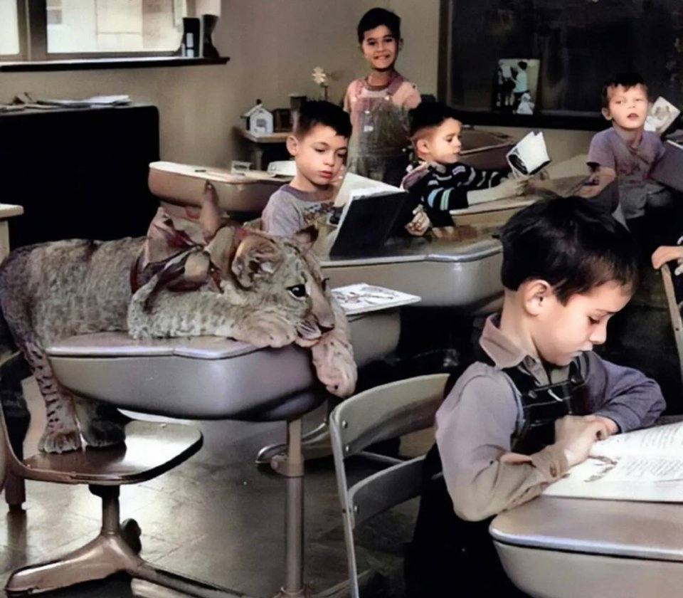 #历史那些事[超话]#1951年，在堪萨斯州，一只幼狮独自躺在书桌上。和其他小同