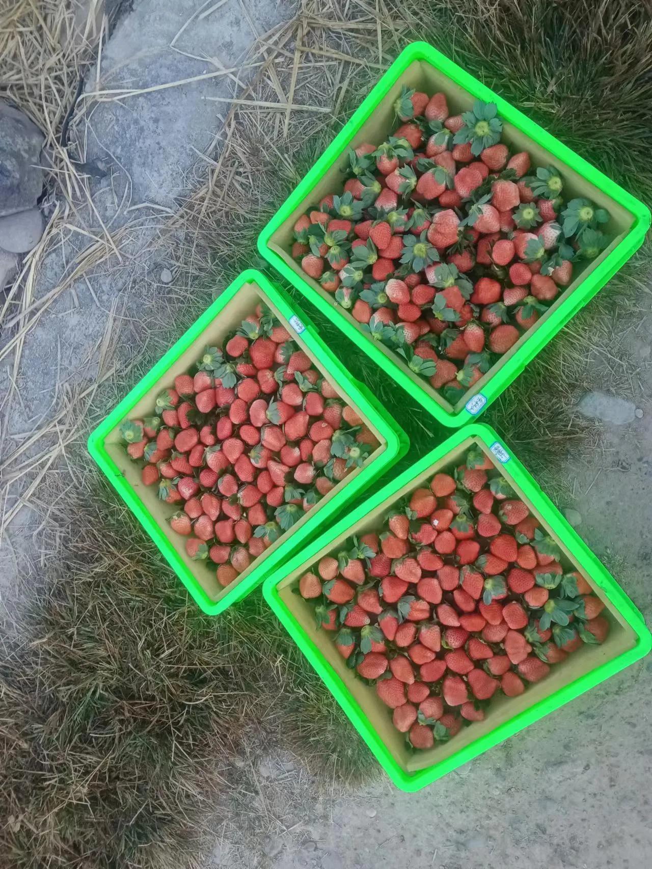  我家乡在四川凉山，因温差比较