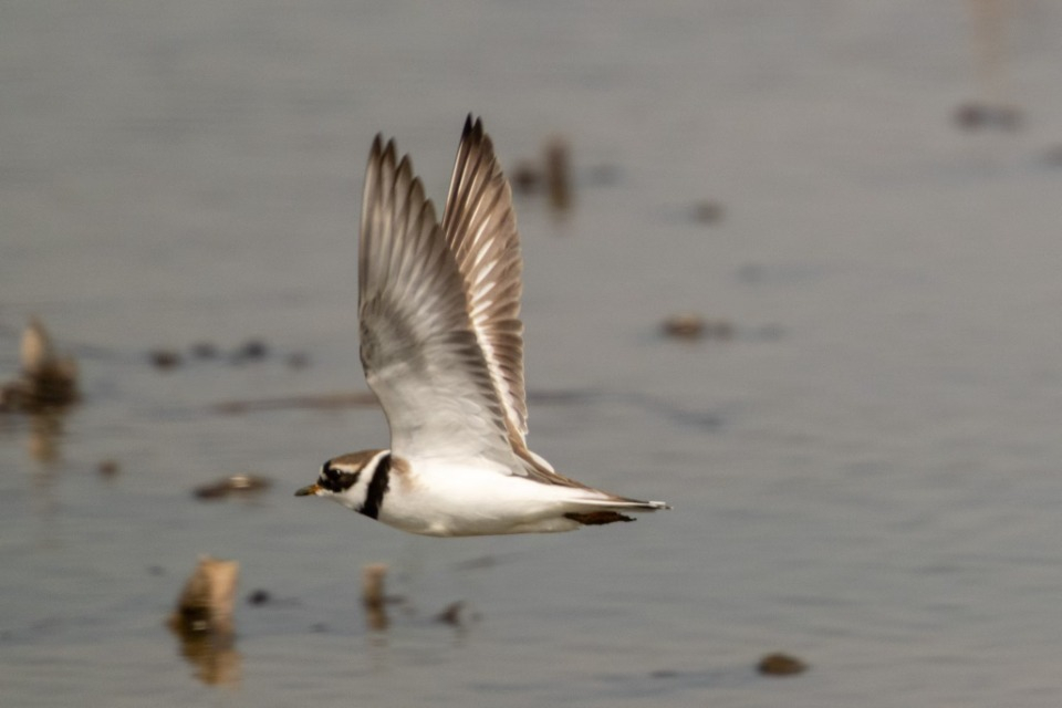 #合肥新增10个鸟种#【#合肥鸟类家底更新至415种#】1月20日晚，大皖新闻记