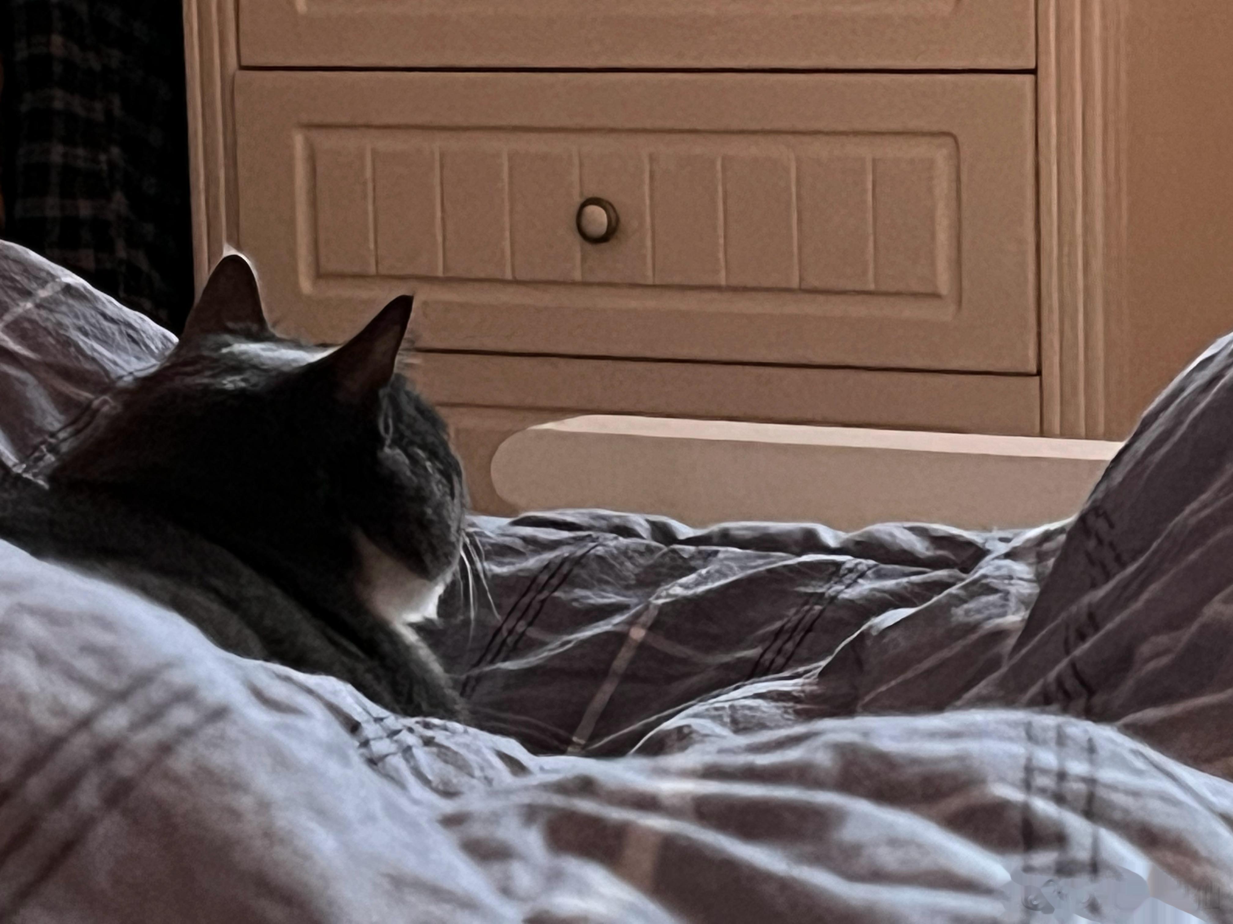  有些小猫咪啊，大半夜还在看剧