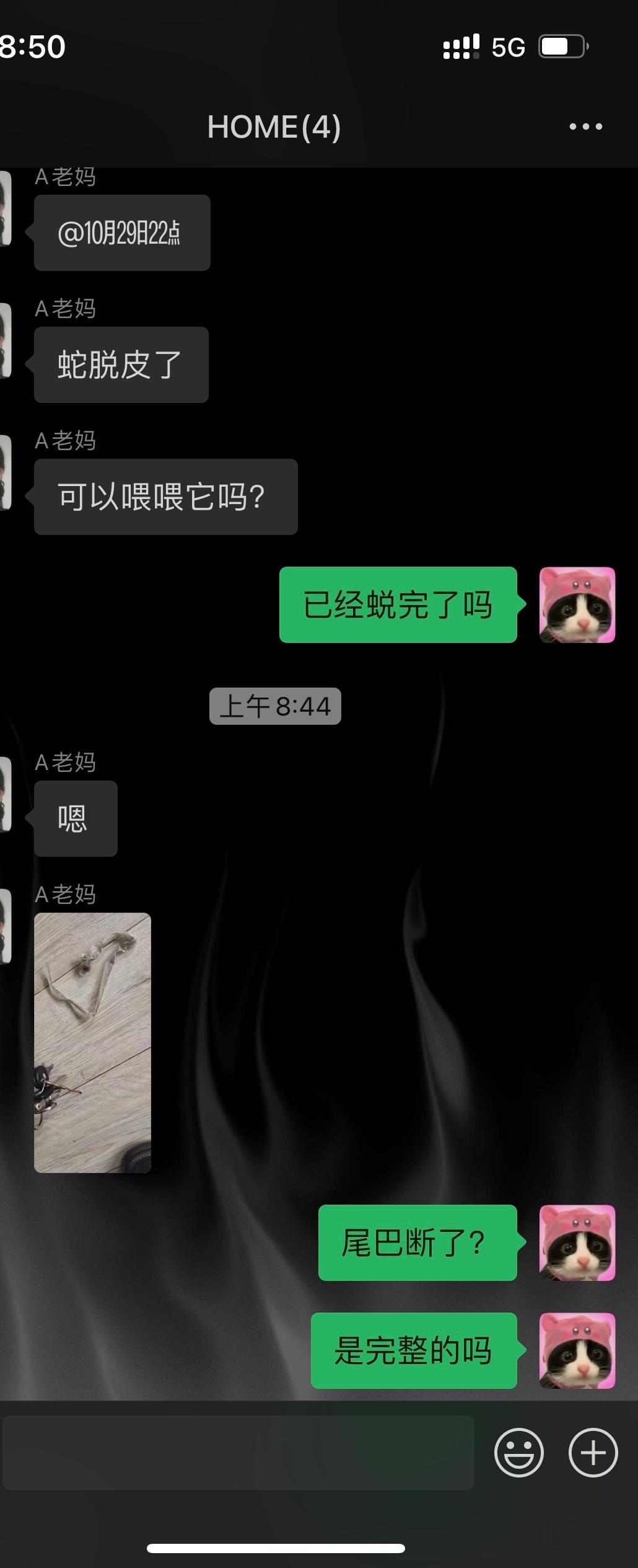 我妈被迫帮我养蛇 养的还挺好 已经是一个成熟的爬宠人了[good] ​​​