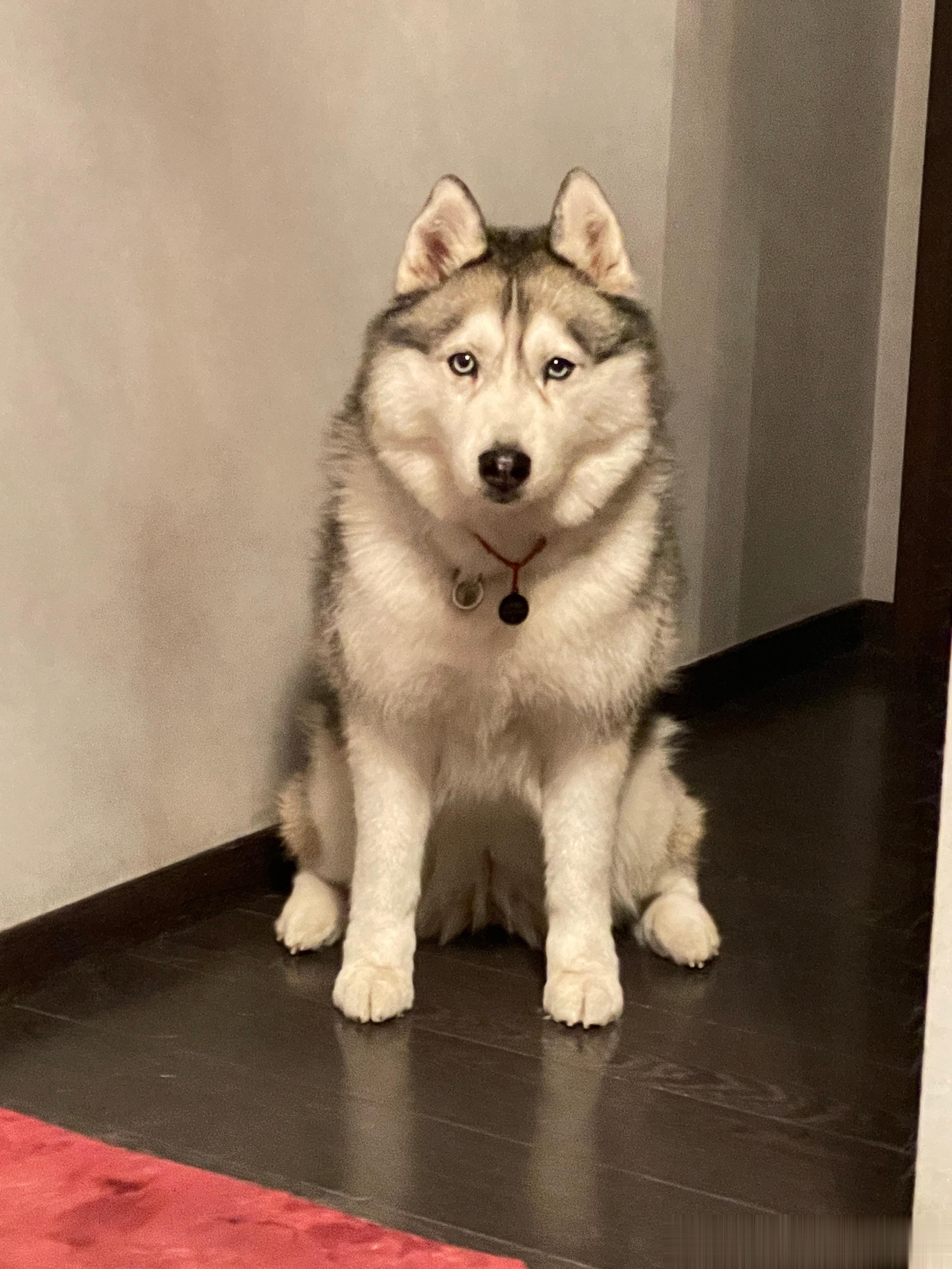  灰灰是猪的一些证据脚又短又胖又矮又肥又圆 ​​​