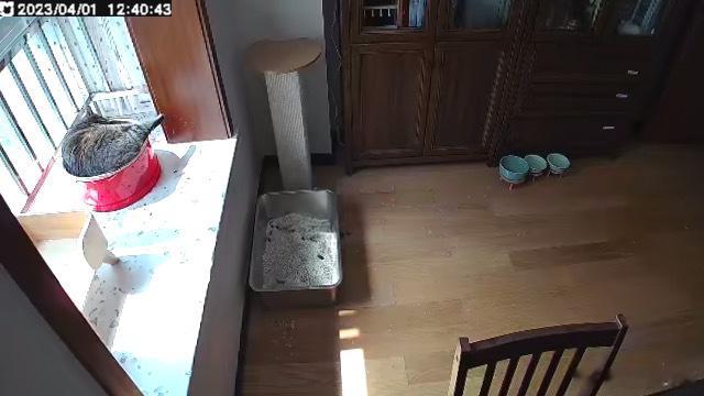  我觉得猫咪都是有记忆的……各司其职……………………尤其是白糖又跳书柜了！！！ 