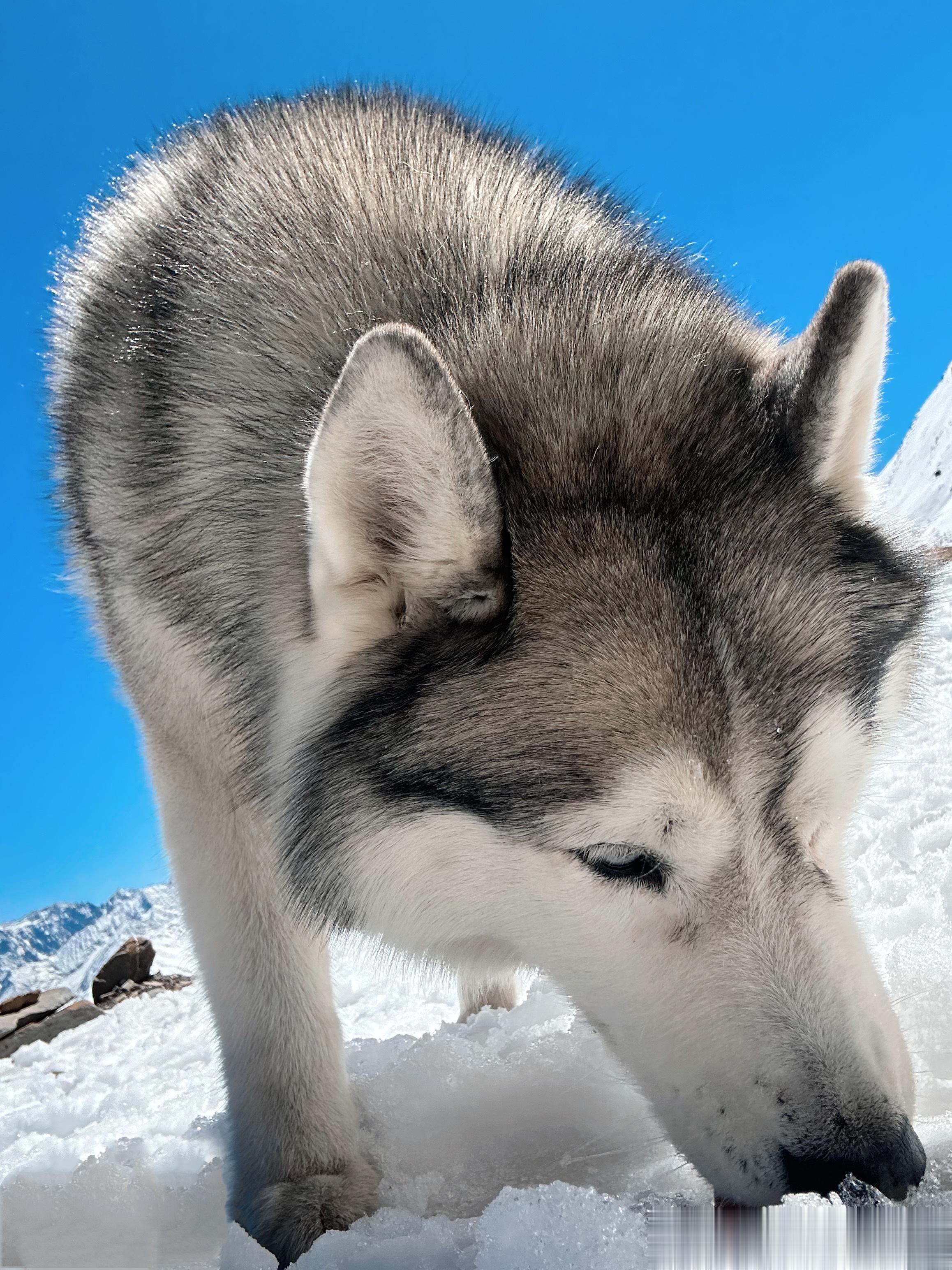  灰灰又去玩雪啦论一只狗太帅能有多受欢迎 ​​​