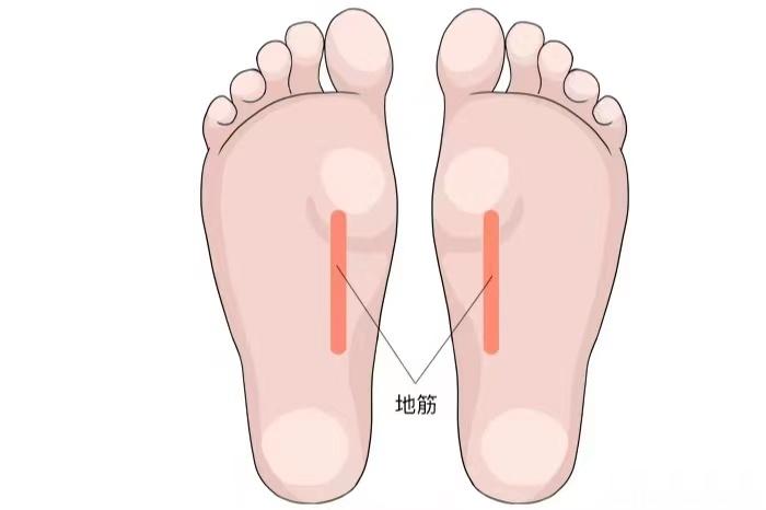 揉地筋，养肝气“地筋”在脚底的弓形处，将脚趾向上翻起，脚底处会有一条硬筋梗起，这