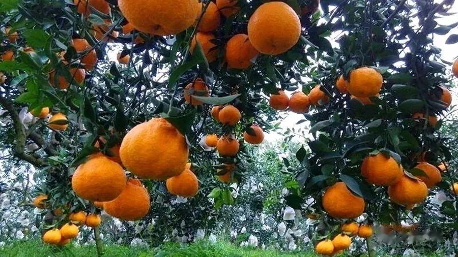 三月的丹棱梅湾，到处都是艳丽的桃花，红色如火，粉色如朝霞，在春天明媚的阳光下，看