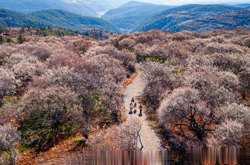 【去有风的地方取景地绽放万亩花海#云南山美水美景美人更美# 】近日，云南大理洱源