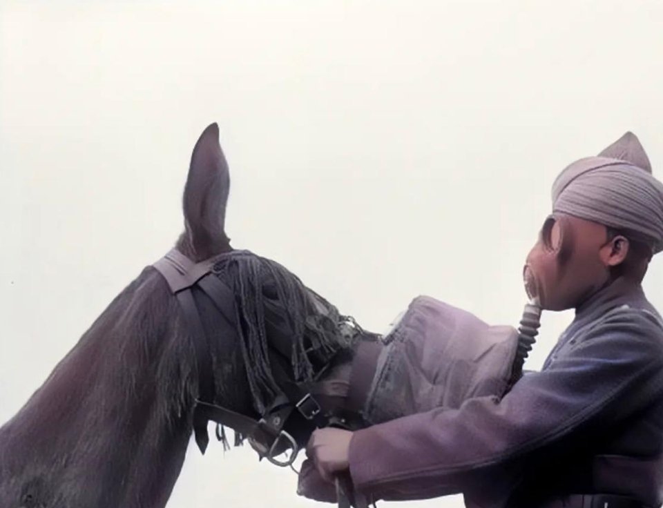 #历史那些事[超话]#第二次世界大战中，一名印度锡克族士兵给马戴上防毒面具。他自