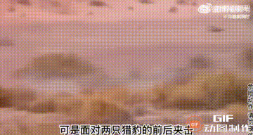 为了生存，勇敢的布须曼人敢与猎豹争食！！
人类还是蛮伟大的！！