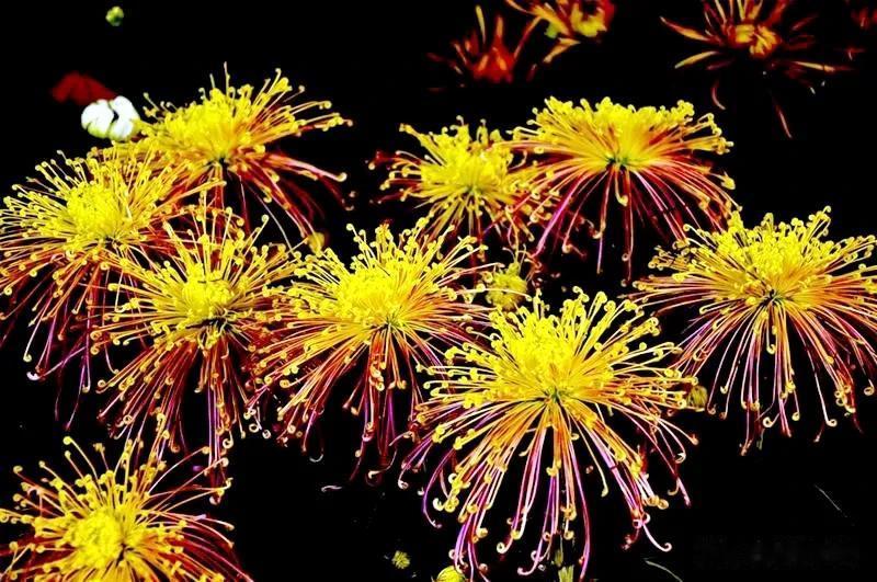 分享图片——多彩多姿烟花菊
明