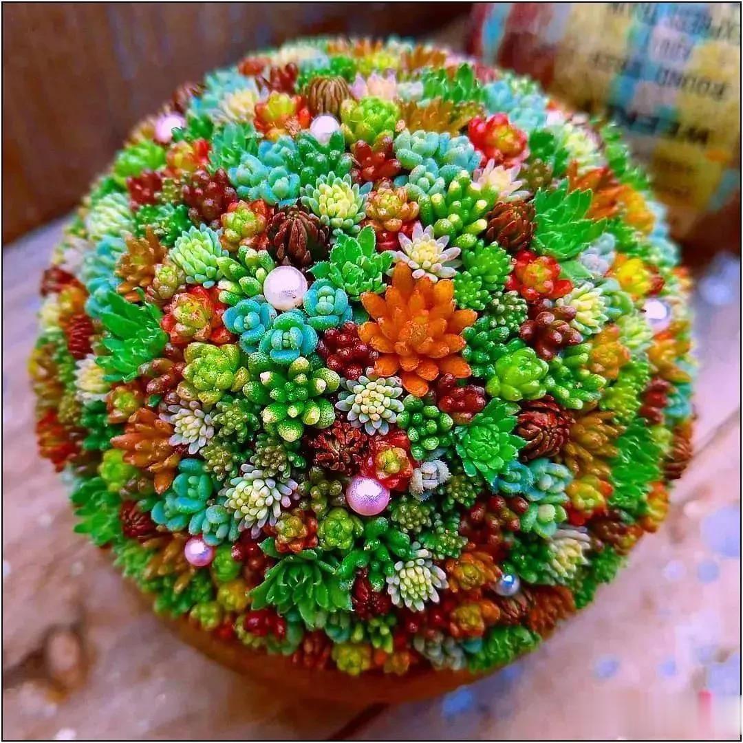 分享图片——五彩斑斓的多肉植物