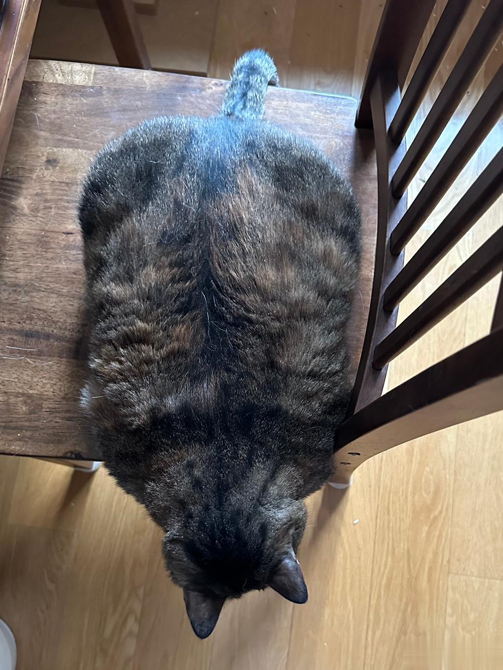  这谁家的长方体猫咪 ​​​