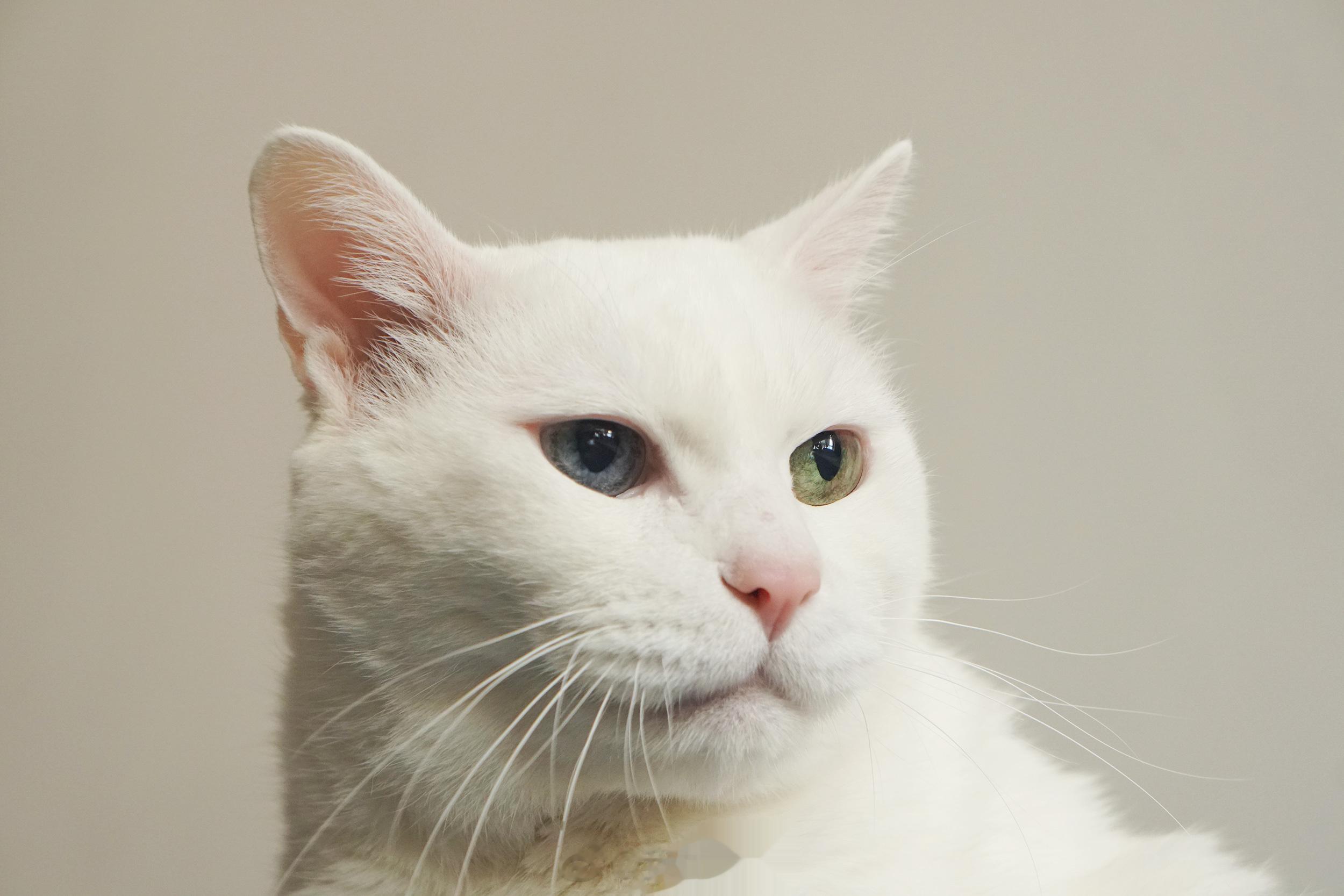 素顏的老寶。 ​​​