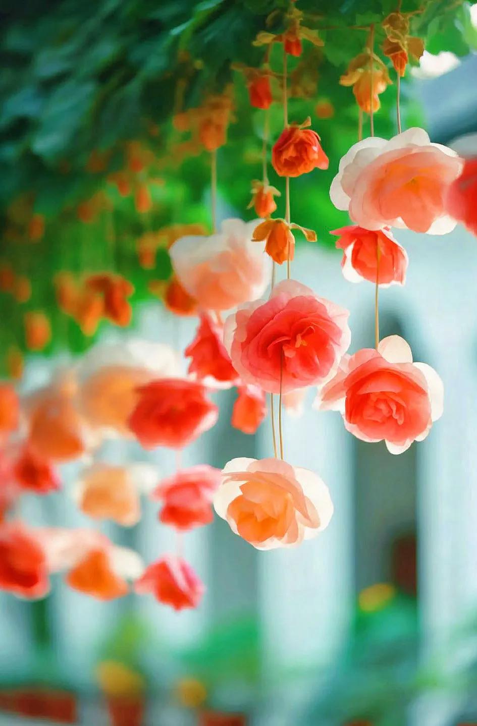  “ 嫣然一笑竹篱间，簇垂娇艳吐芳华 .. ” ​​​ 