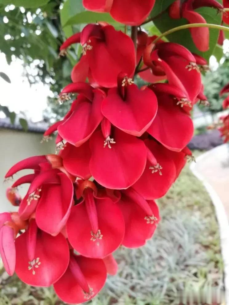红红火火刺桐花，富贵吉祥，格外