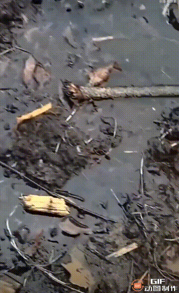 无论是哪一方，都不愿看到这景象，从黄臂章可以看是乌军据点被火炮定点清除，阵亡的两