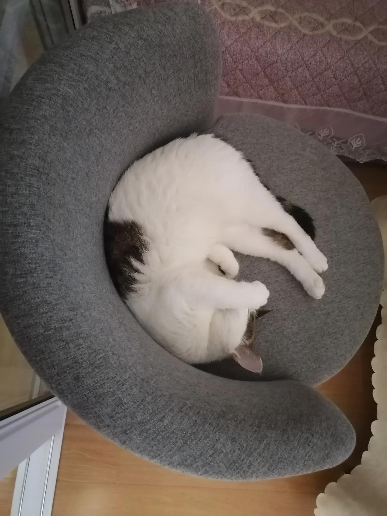 2021年让人难忘的就是家里又多了个新成员[呲牙]