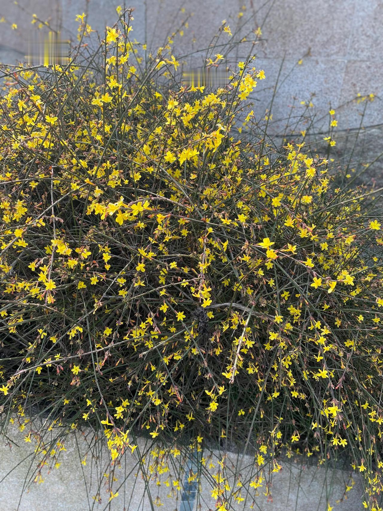 迎春花已开，二月春回大地！希望新的一年欣欣向荣