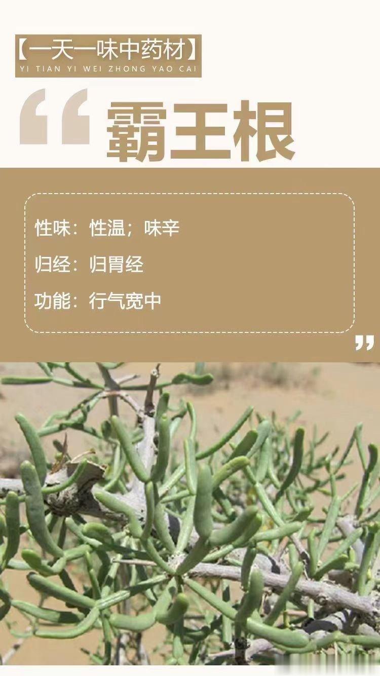  🌿【一天一味中药材】🌿 