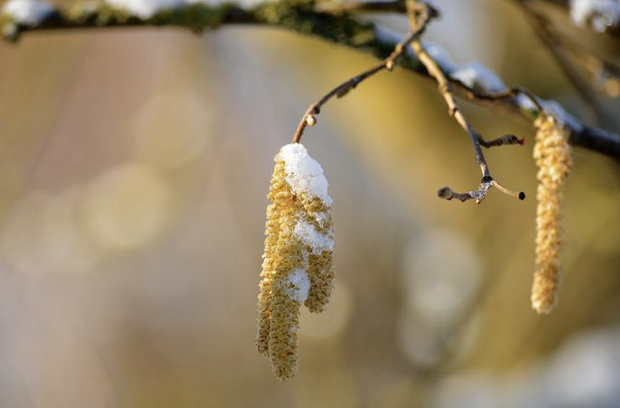 过敏性鼻炎，俗称花粉热，主要是由宝宝对环境中的某些物质过敏引起的。常见的过敏#过