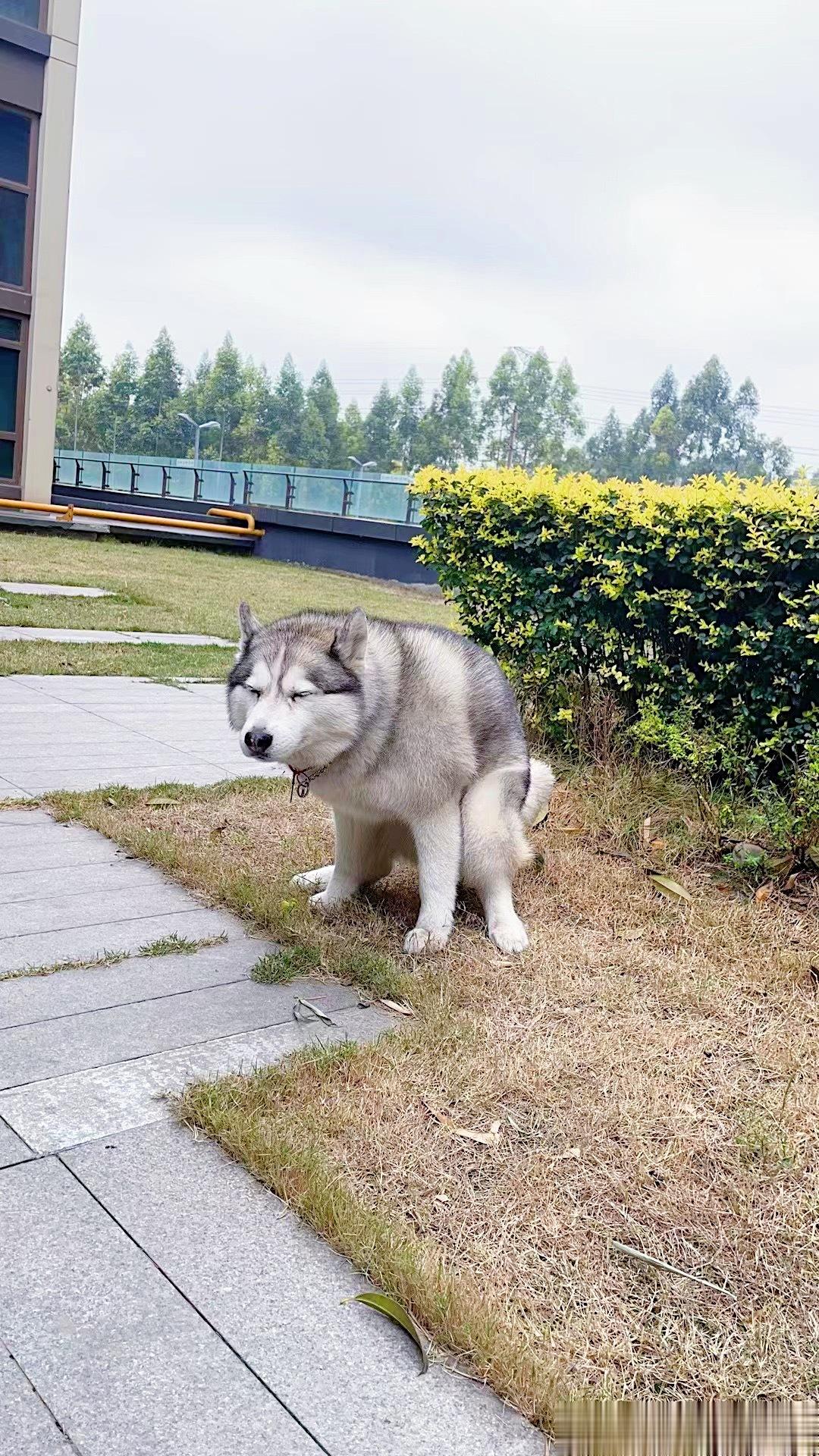  还没睡醒就被拉出门操练的灰灰不知道下下周回家能不能瘦成闪电吃还一点不落下，一会