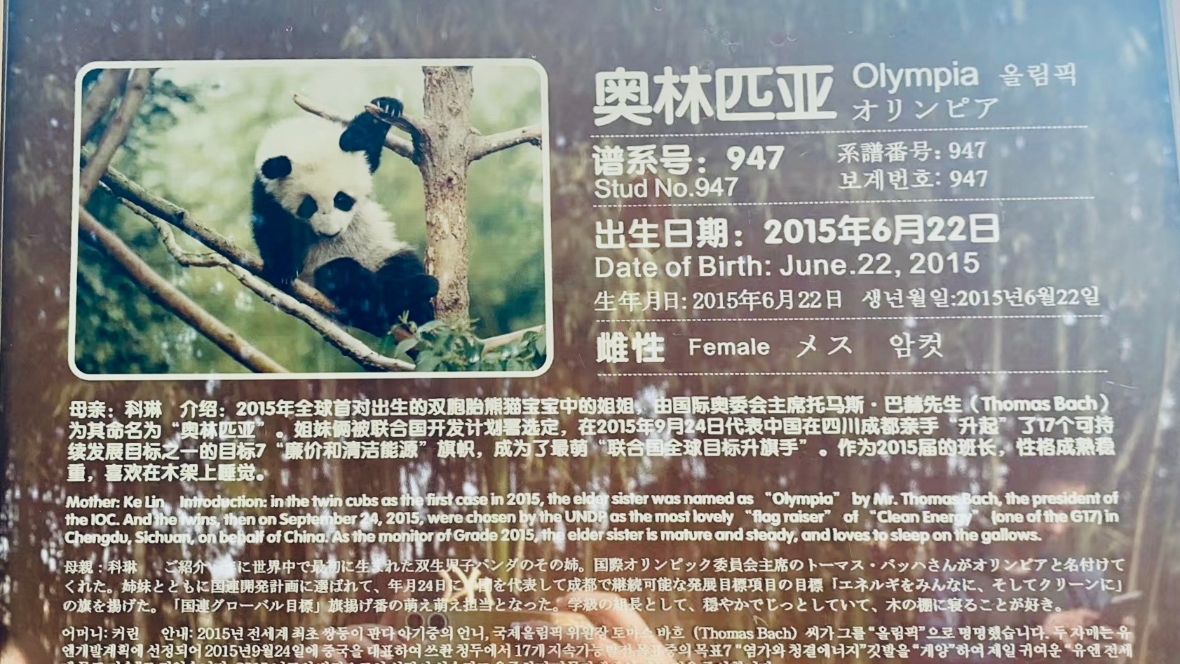 朋友发来一张照片，她去看 UNDP 大使熊猫奥林匹亚了，2015 年联合国宣传可