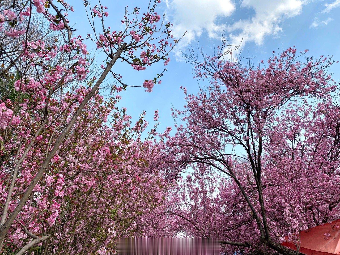 【绚丽浪漫#昆明圆通山樱花海棠花美妙多姿#】 圆通山樱花海棠花浪漫盛开，遇见就是