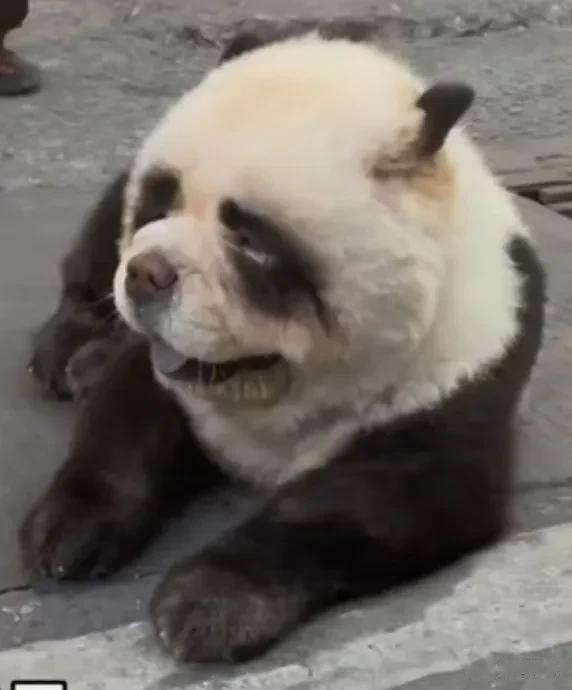 把这个送到美国去是不是更合适一点，无论是形象、还是神态都能很好的融入吧！