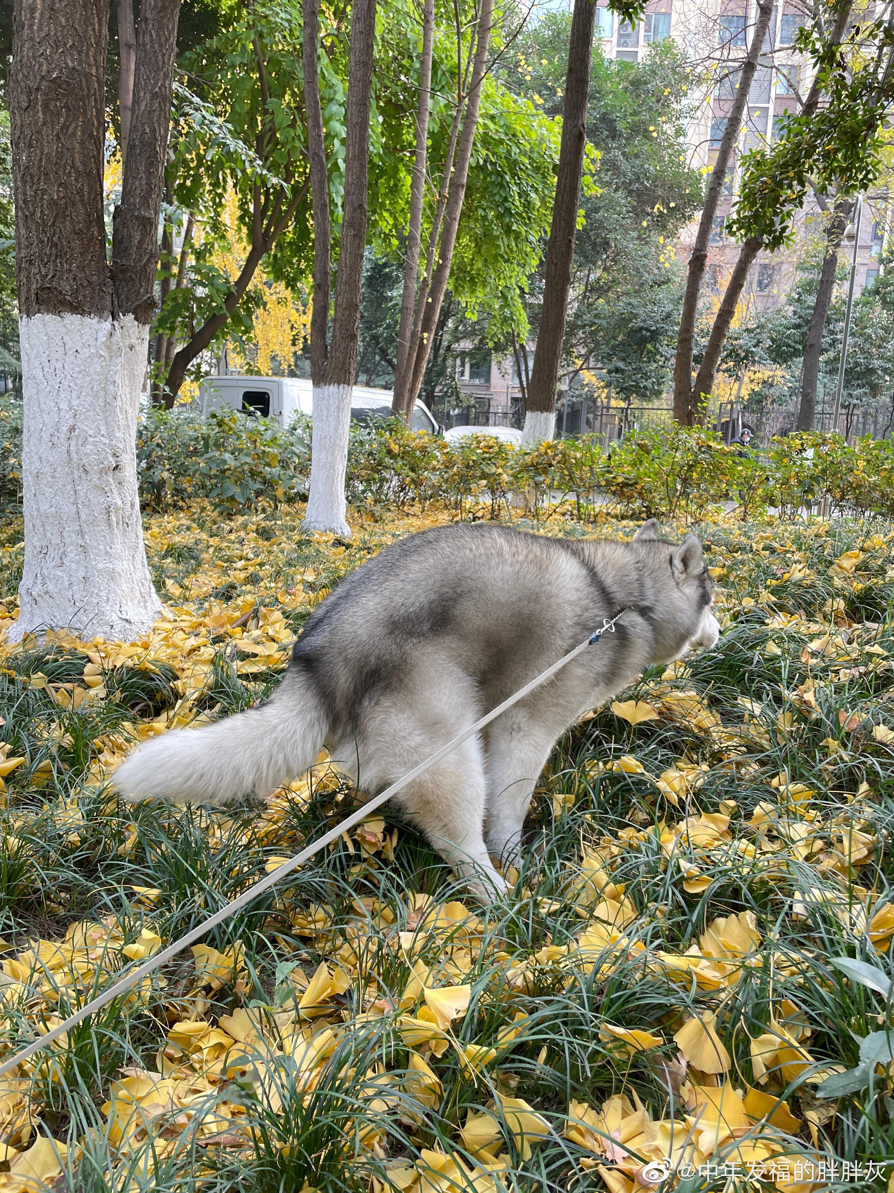  让我们来庆祝一下灰灰回家撒花