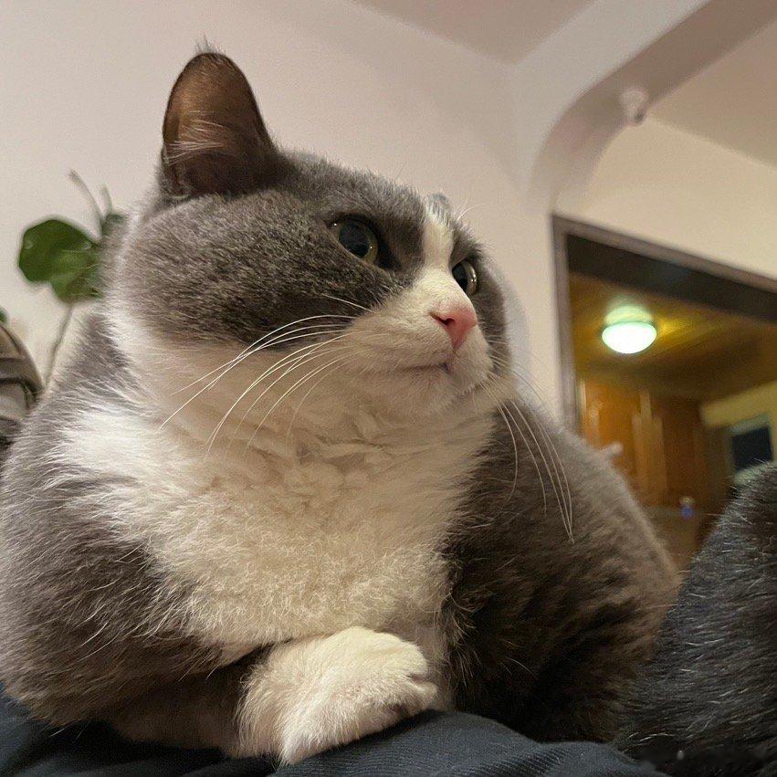  壮壮猪 ​​​