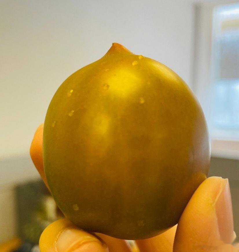 铁皮西红柿是西红柿里面最贵的了