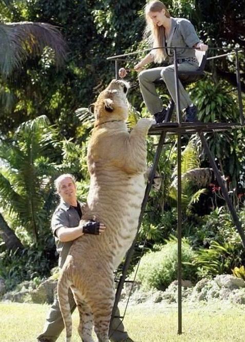 老虎究竟有多高大，武松真的能打老虎吗？这些照片会颠覆你的认知。
我们平时饲养的宠