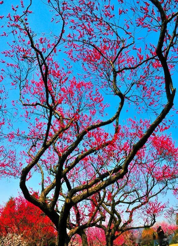 分享图片——娇梅吐蕊，梅花争春
