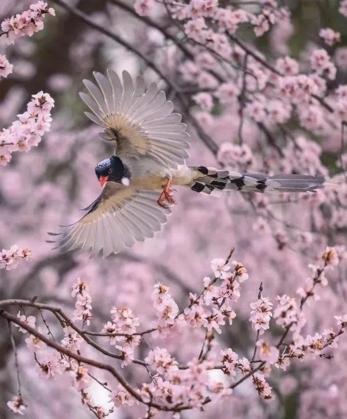 “  喜上眉梢 … ” ​ ​​
  