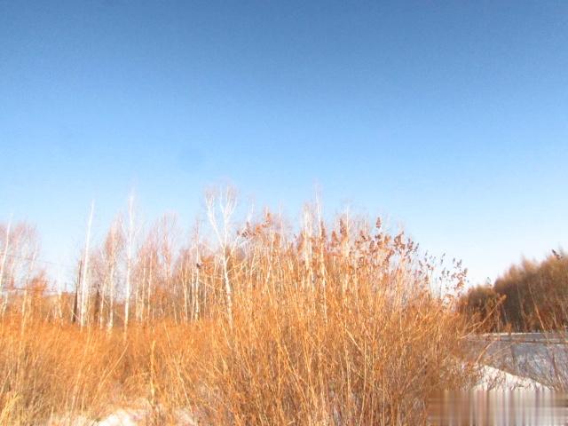 北大荒的气候像坐过山车，昨天还零下31度，今天就零下21度了，天气真好，出去透透