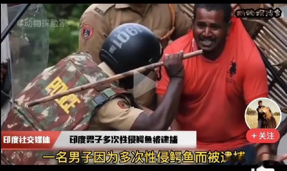 印度又出现了超越人类极限的“性行为探险家”，在去年一帮印度男子强奸了公蜥蜴之后，