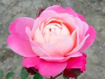 分享图片——天方夜谭月季花
花色艳丽，花姿优雅
​婀娜多姿，妩媚动人
​娇艳欲滴