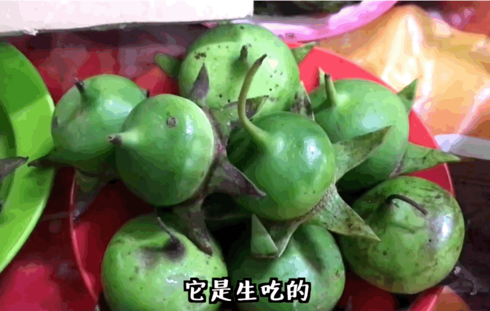 一种长在潮间带里的红树植物，海