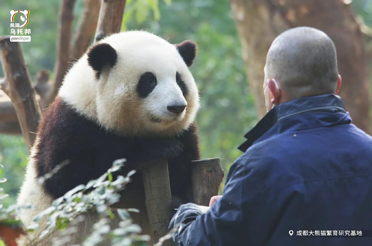 
🐼花花：爷爷，你看我头大不大？
     谭爷爷：大胖孙女不要问这种让爷爷为