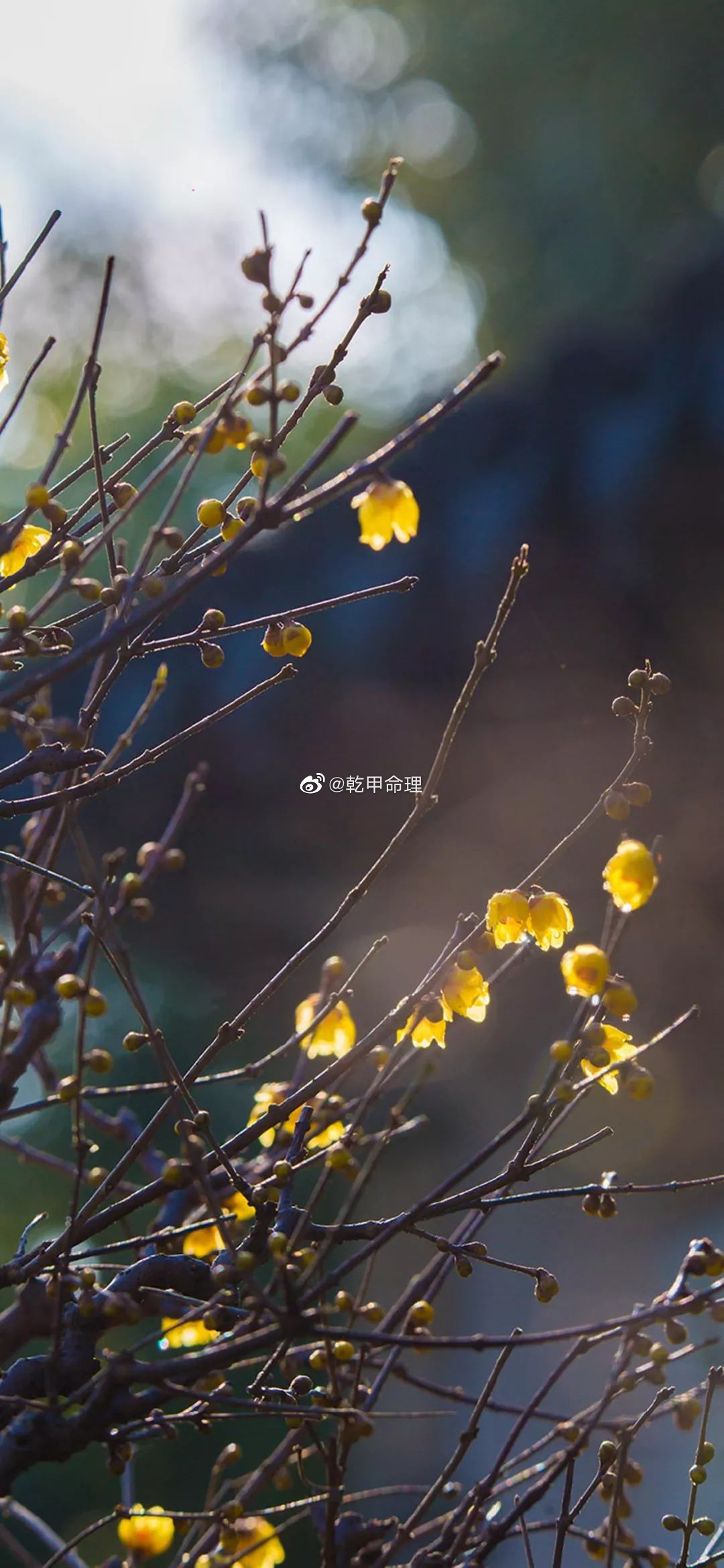 今天雨水，癸卯年春意已经来到，南方早春的气象明显，今年属兔征太岁，属鸡冲太岁，属