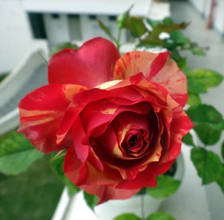 分享图片——精品月季花
花型漂