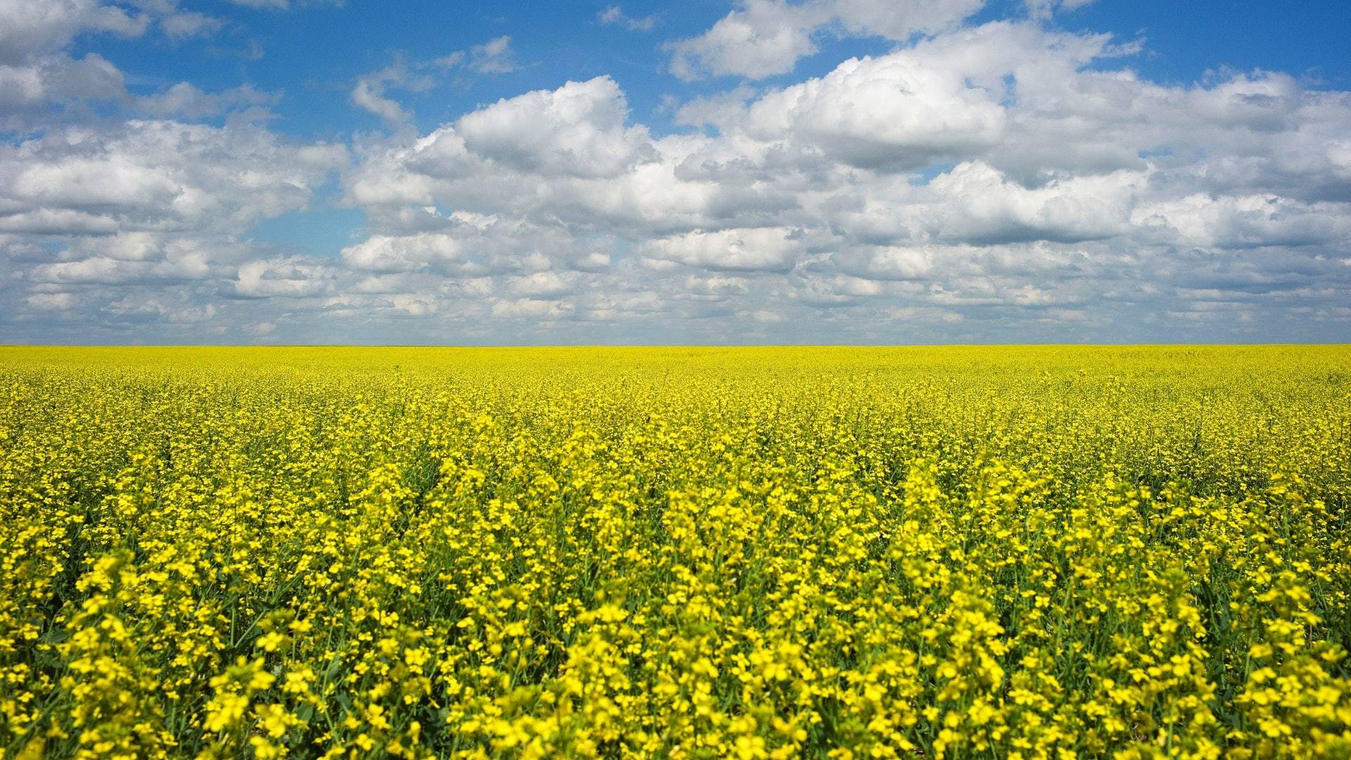 消息人士称，一家中国进口商已在加拿大总理访华后购入约六万吨加拿大油菜籽。这是自去