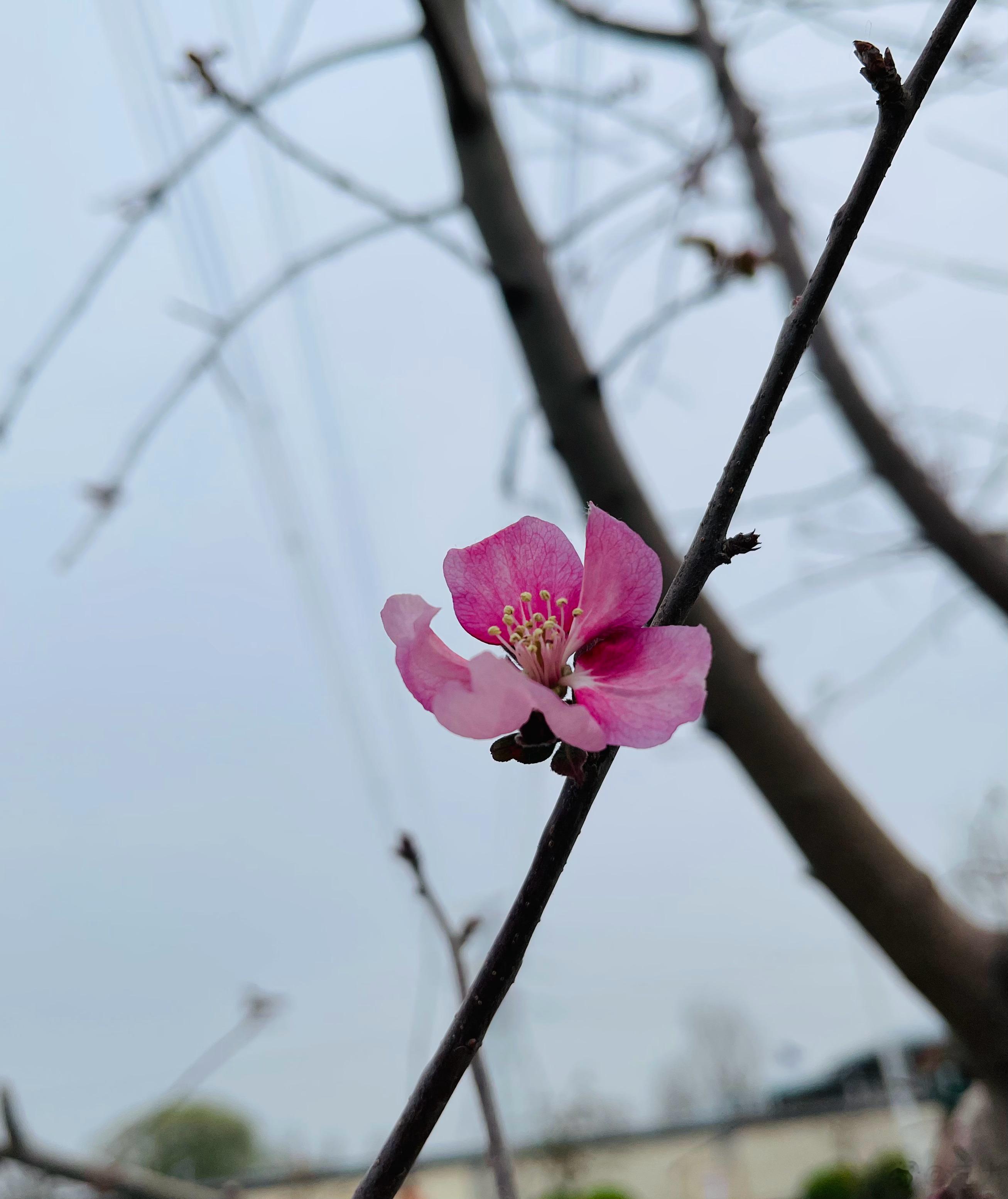 这棵树好奇怪。路边看到的。浑身上下只有一朵花，另外再没有了，叶子也没有一片。我特