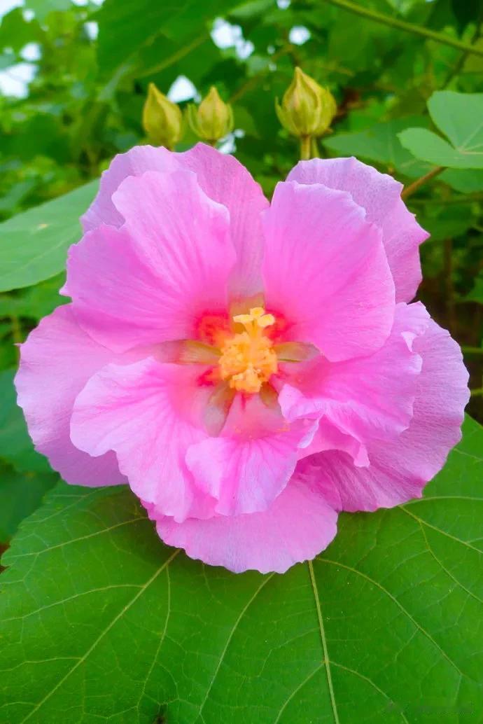 分享图片——吉祥富贵芙蓉花
